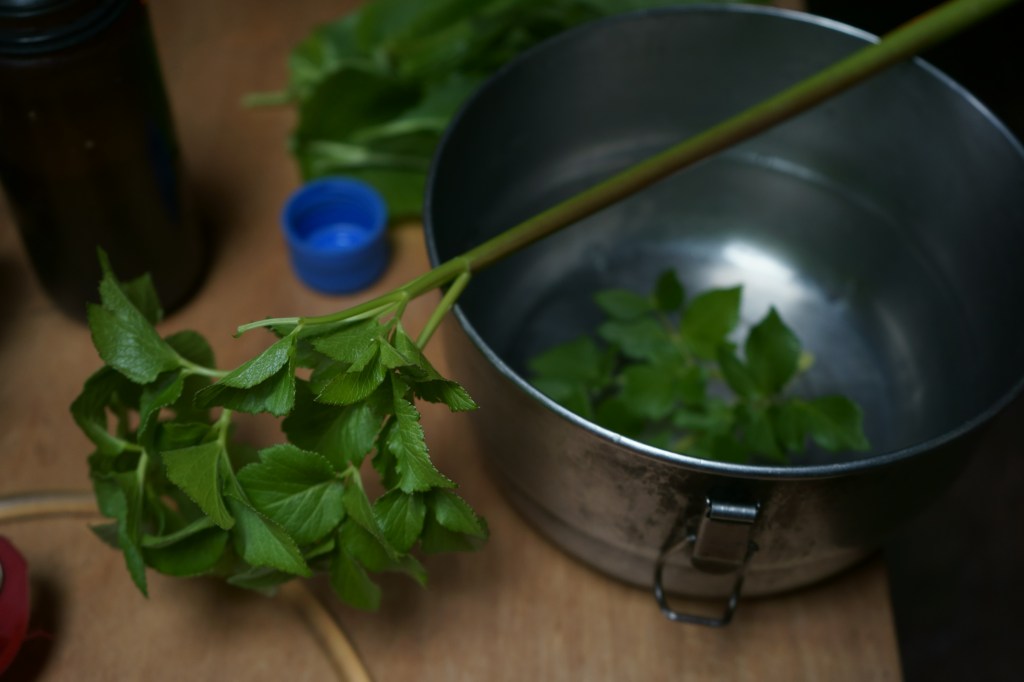 Beach lovage, a relative of parsley. 