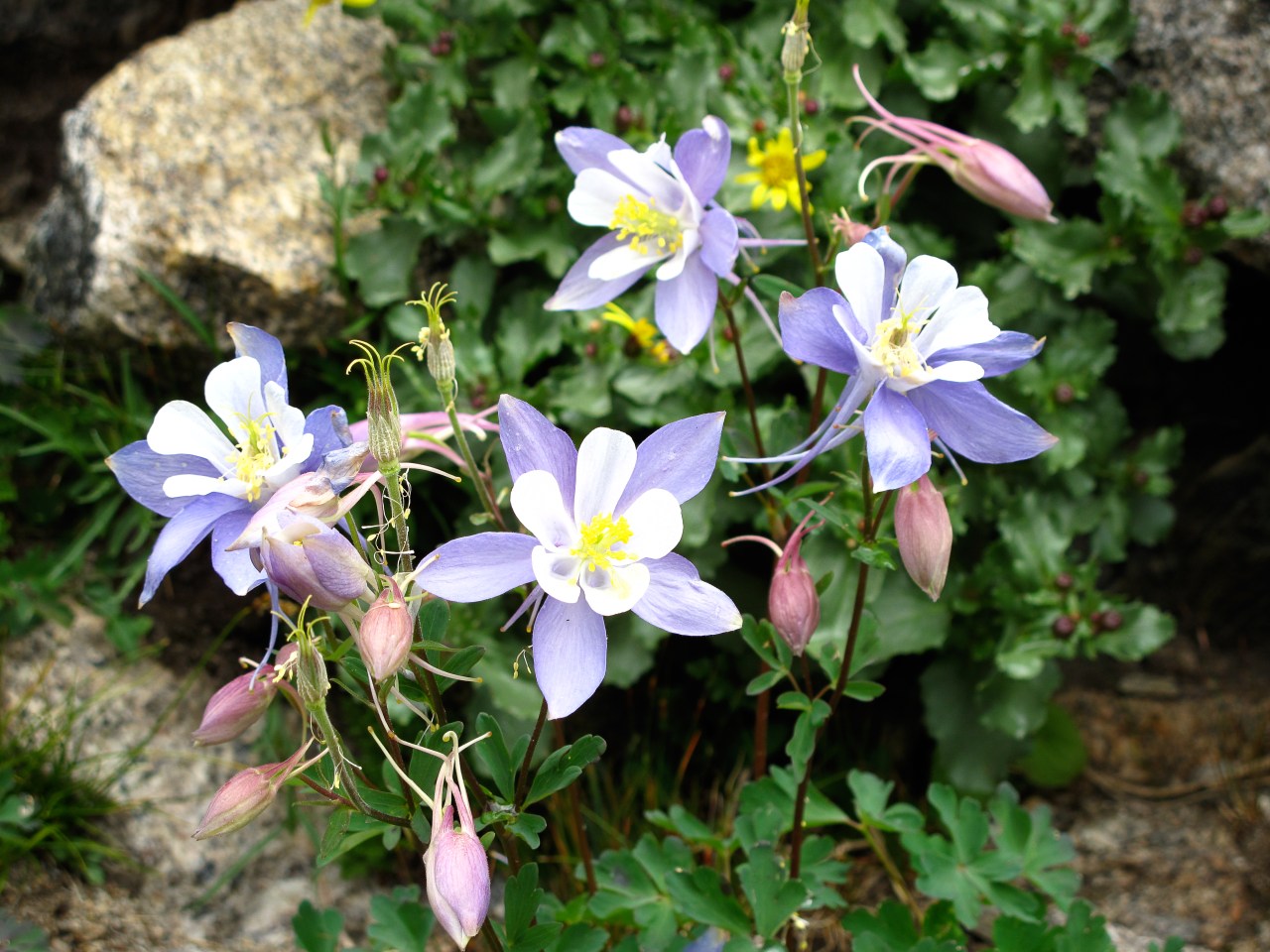 Flowers + Still Life