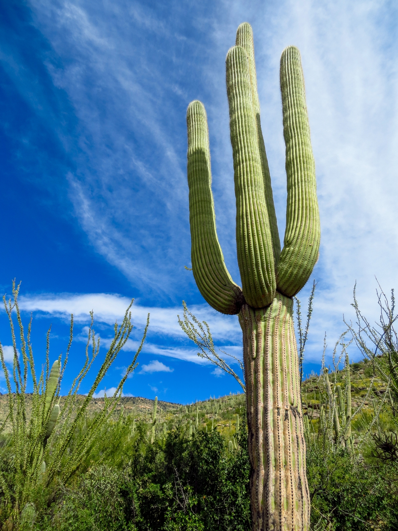 Saguaro: On Deserts, Water and the American West.