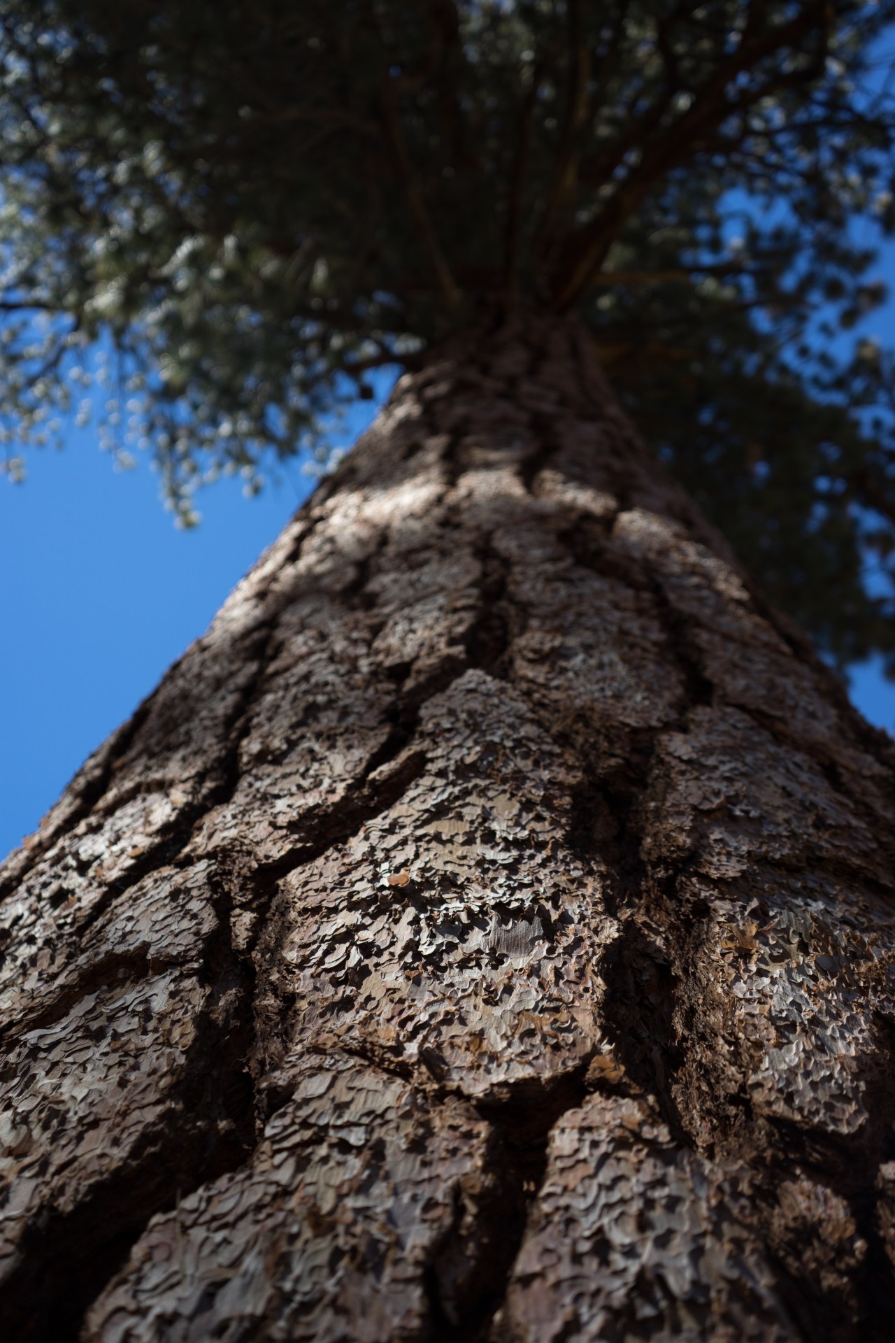 California: The Value of Natural&nbsp;Beauty